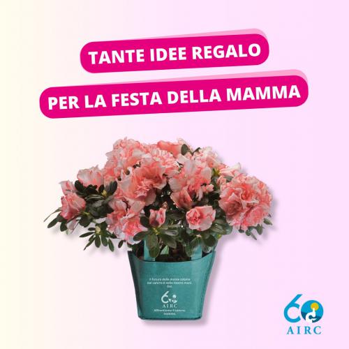 AZALEA DELLA RICERCA