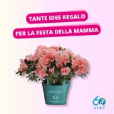 AZALEA DELLA RICERCA